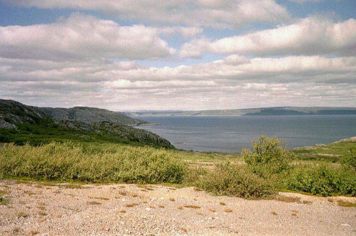 imm006