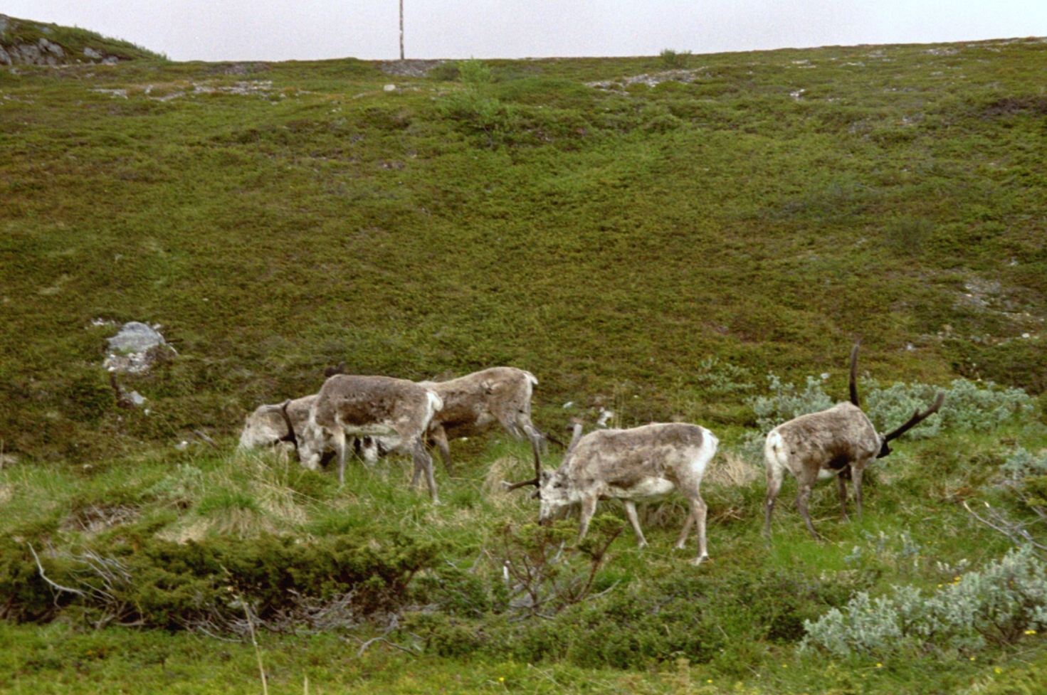 imm031