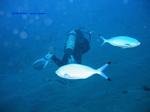IMG_0071 IMG_0071