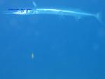 IMG_0132 IMG_0132