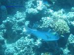 IMG_0094 IMG_0094
