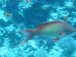 IMG_0095 IMG_0095