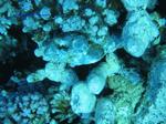 IMG_0117 IMG_0117
