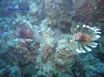 IMG_0166 IMG_0166
