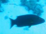 IMG_0245 IMG_0245