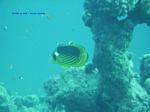 IMG_0347 IMG_0347