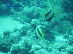 IMG_0366 IMG_0366
