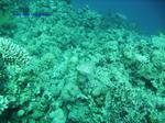 IMG_0418 IMG_0418