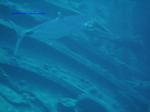 IMG_0027 IMG_0027