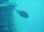 IMG_0052 IMG_0052