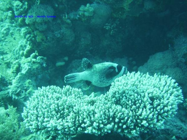 IMG_0068