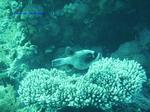 IMG_0068 IMG_0068