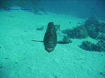 IMG_0081 IMG_0081