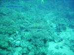 IMG_0096 IMG_0096