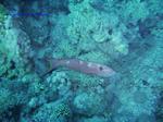IMG_0108 IMG_0108
