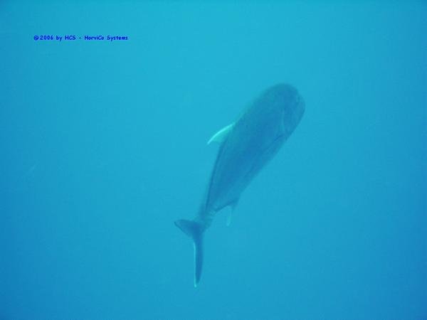 IMG_0001