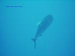 IMG_0001 IMG_0001
