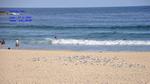 DSC_0979f DSC_0979f