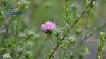 DSC_1111f DSC_1111f