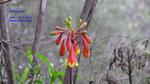 DSC_1116f DSC_1116f