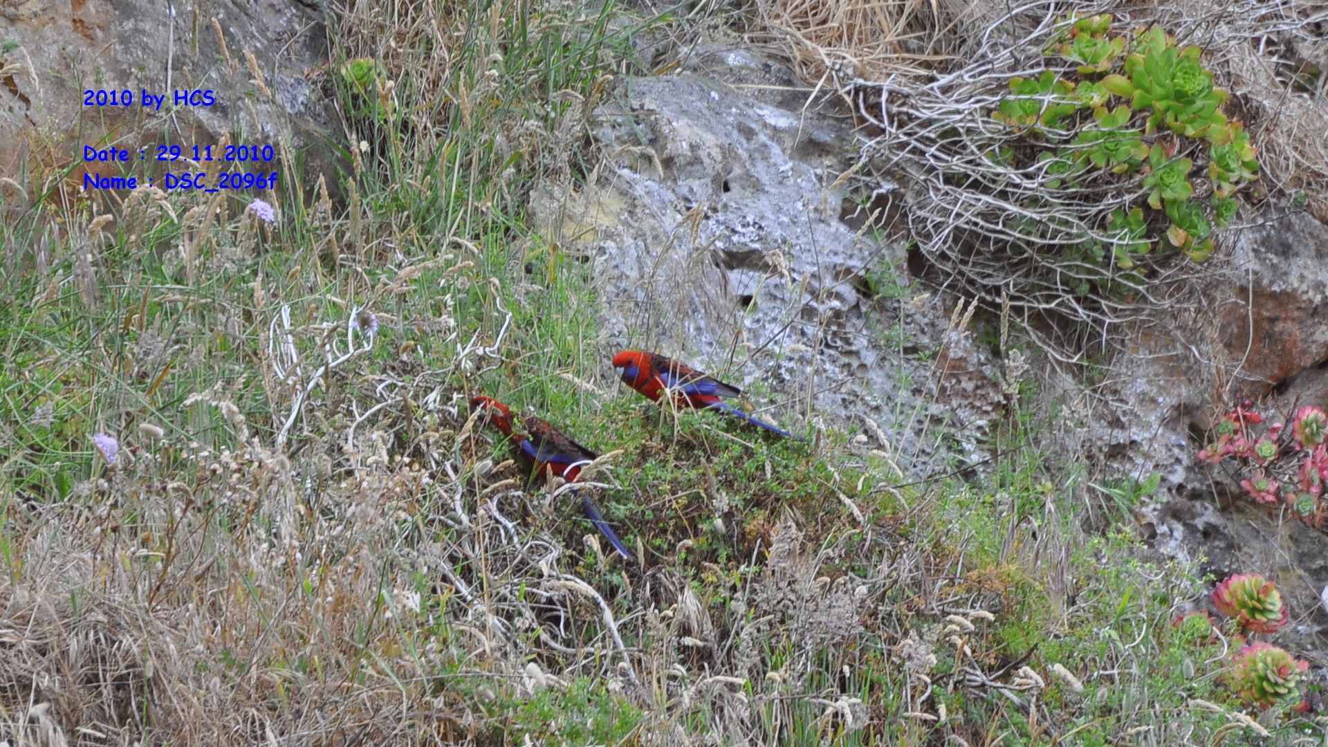 DSC_2096f