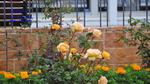 DSC_2105f DSC_2105f