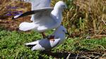 DSC_2707f DSC_2707f